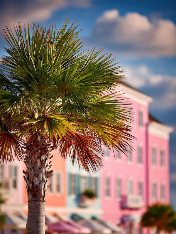 Palm Tree